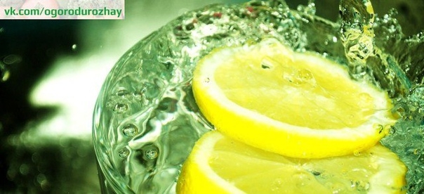 Вода с лимоном: польза утром