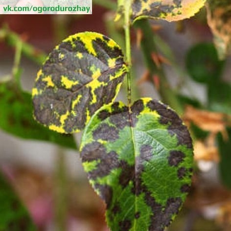 Черная пятнистость является одной из наиболее распространенных и вредоносных болезней роз в открытом грунте. Сначала на листьях появляются черные пятна, затем они желтеют и опадают. Заболевание вызывается грибком, вот с ними нужно и можно бороться.
