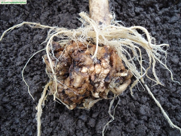 Какие меры следует принять при высадке рассады капусты, чтобы избежать килы?