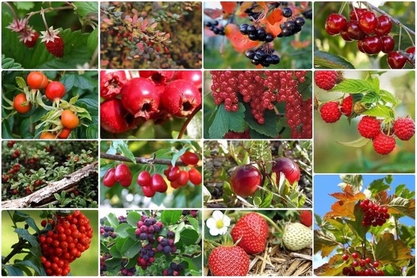 15 полезных плодово-ягодных растений для вашего сада