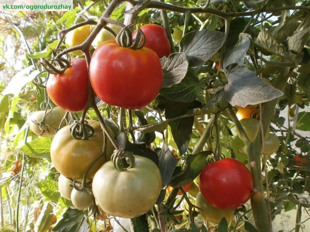 Выращивание помидоров без теплицы!