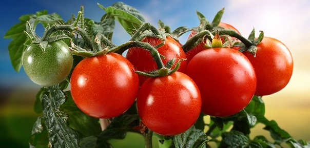 Подкармливаем помидоры проверенными средствами