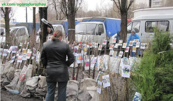 ЧТО НЕОБХОДИМО ЗНАТЬ ПРИ ПОКУПКЕ САЖЕНЦЕВ